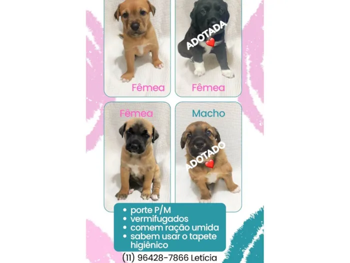 Filhotes para doação