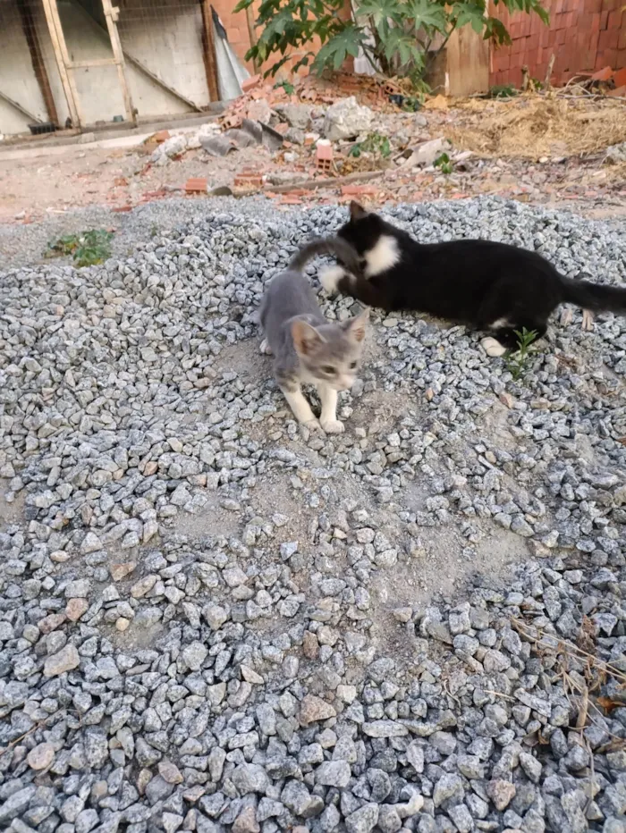 Gato ra a Srd idade Abaixo de 2 meses nome Nuvem 