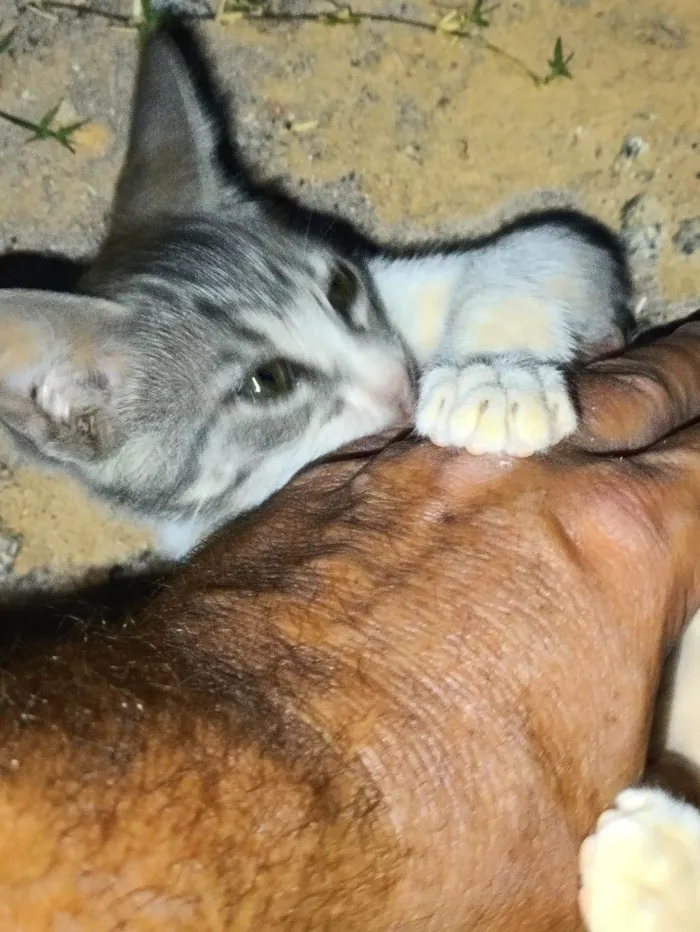 Gato ra a Srd idade Abaixo de 2 meses nome Nuvem 