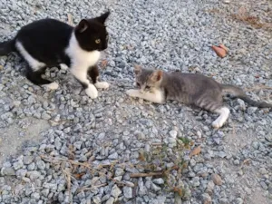 Gato raça Srd idade Abaixo de 2 meses nome Nuvem 