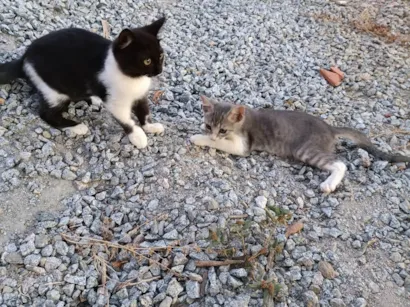 Gato raça Srd idade Abaixo de 2 meses nome Nuvem 