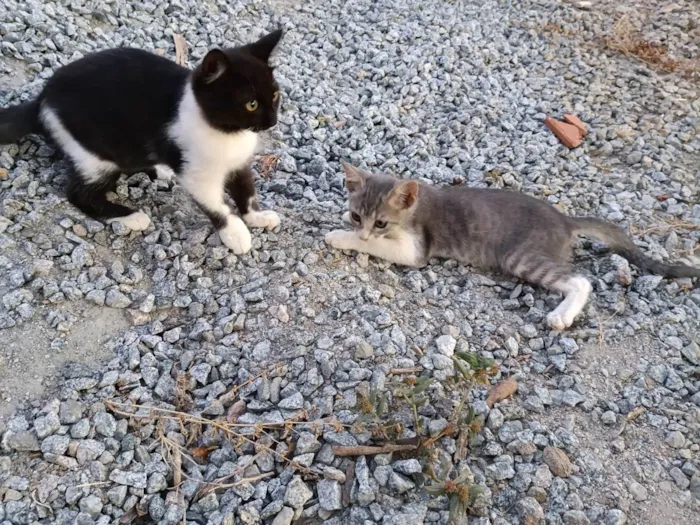 Gato ra a Srd idade Abaixo de 2 meses nome Nuvem 