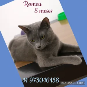 Gato ra a SRD-ViraLata idade 2 a 6 meses nome Gatuchos