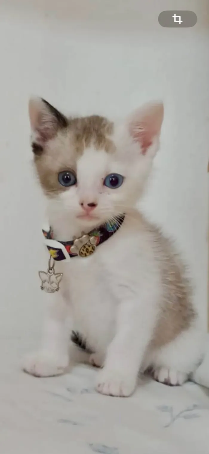 Gato ra a SRD-ViraLata idade 2 a 6 meses nome Gatuchos