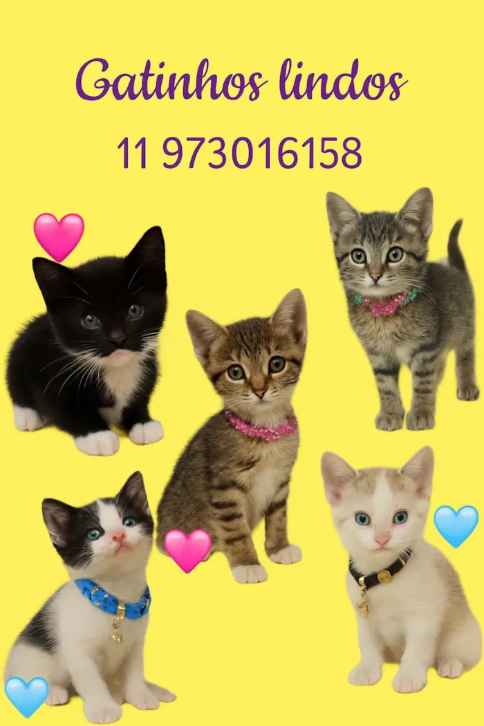 Gato ra a SRD-ViraLata idade 2 a 6 meses nome Gatuchos