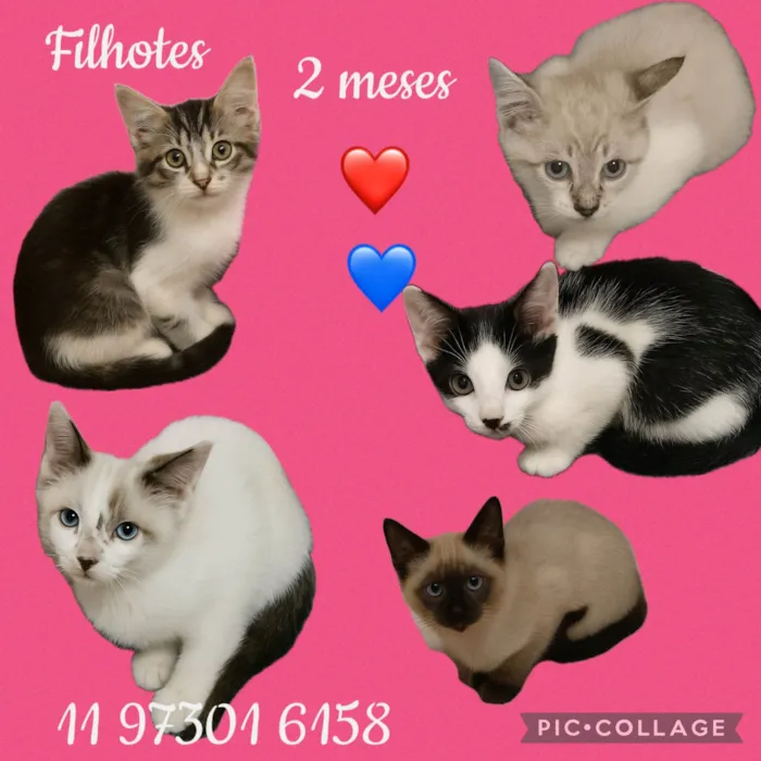 Gato ra a SRD-ViraLata idade 2 a 6 meses nome Gatuchos