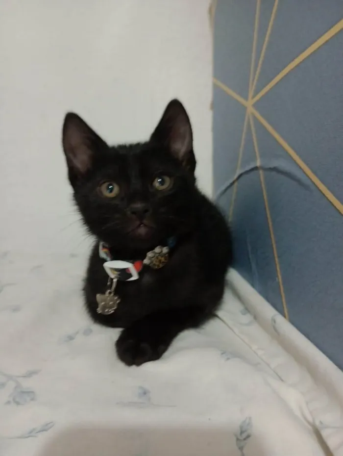 Gato ra a SRD-ViraLata idade 2 a 6 meses nome Gatuchos