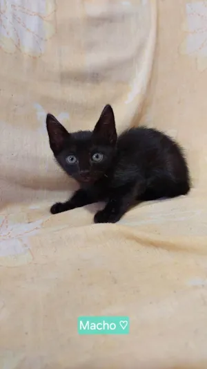 Gato ra a SRD-ViraLata idade Abaixo de 2 meses nome Sem nome.