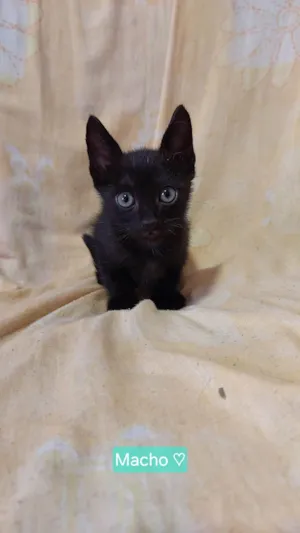 Gato ra a SRD-ViraLata idade 2 a 6 meses nome Sem nome.