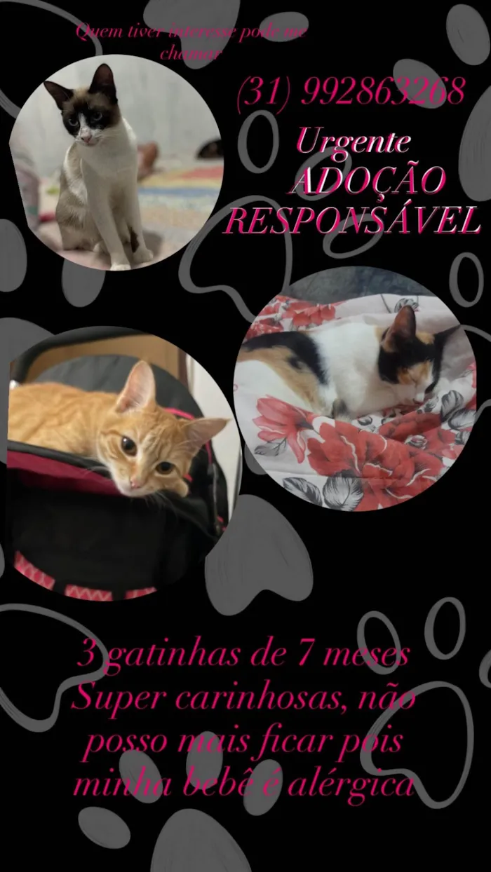 Gato ra a SRD-ViraLata idade 7 a 11 meses nome Sem nome