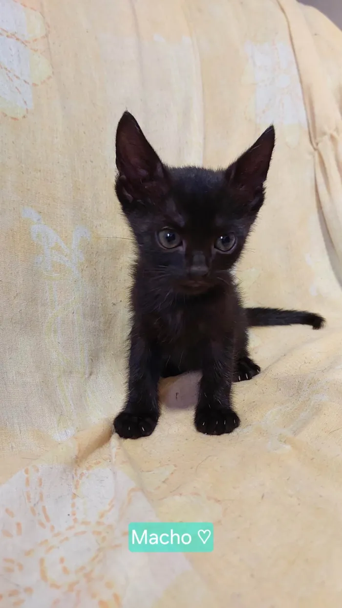 Gato ra a SRD-ViraLata idade 2 a 6 meses nome Sem nome.