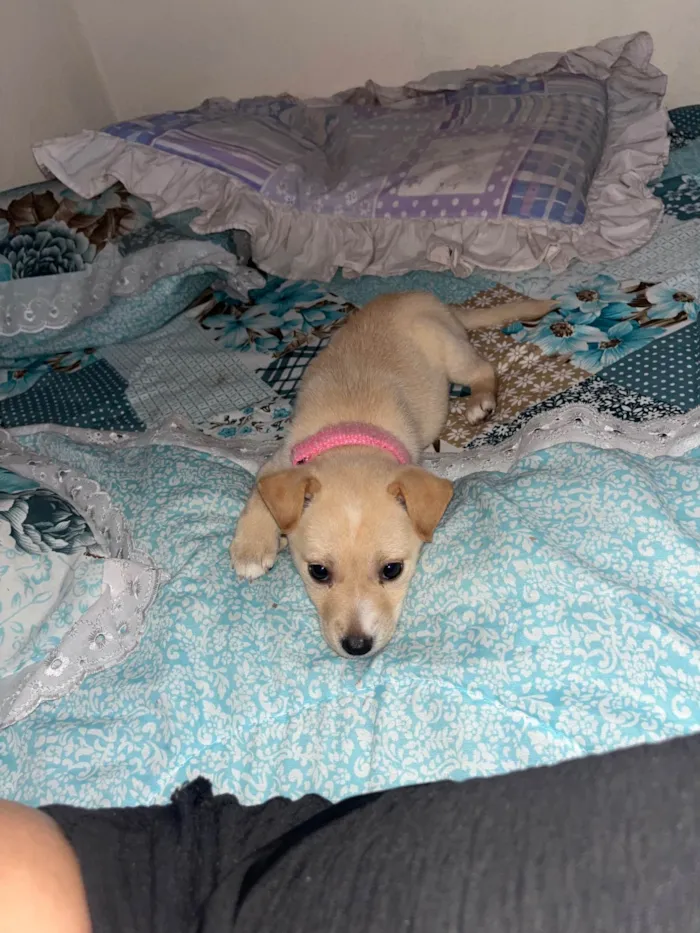 Cachorro ra a SRD-ViraLata idade 2 a 6 meses nome Mel