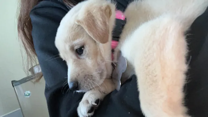 Cachorro ra a SRD-ViraLata idade 2 a 6 meses nome Mel