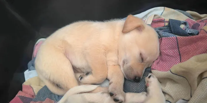 Cachorro ra a SRD-ViraLata idade 2 a 6 meses nome Mel