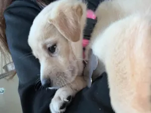 Cachorro raça SRD-ViraLata idade 2 a 6 meses nome Mel