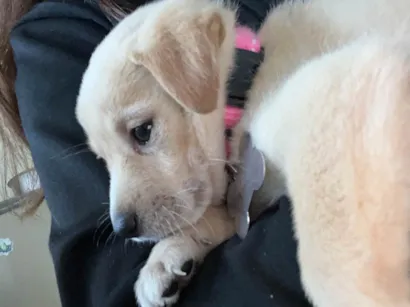 Cachorro raça SRD-ViraLata idade 2 a 6 meses nome Mel