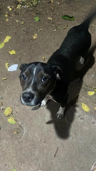 Cachorro ra a SRD-ViraLata idade 1 ano nome Pretinho 