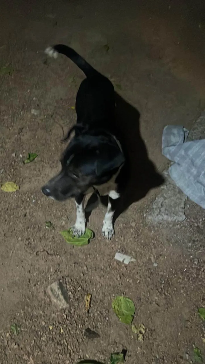 Cachorro ra a SRD-ViraLata idade 1 ano nome Pretinho 