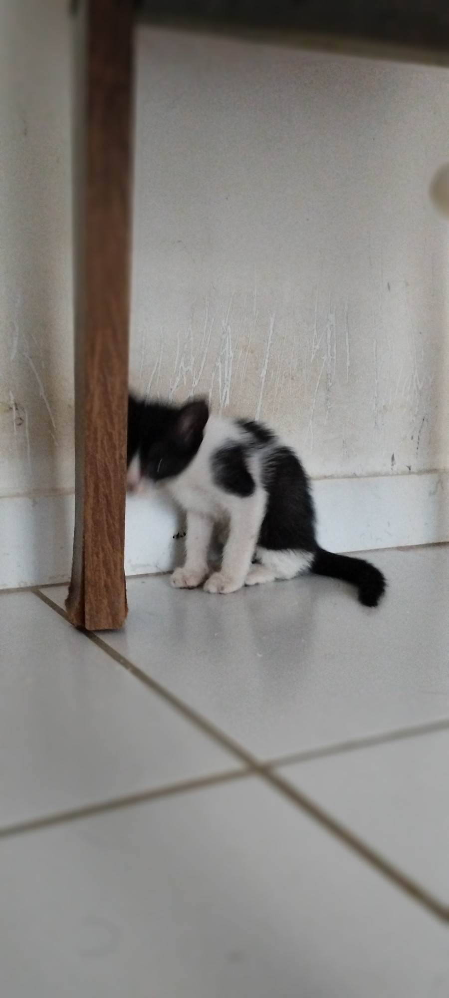 Gato ra a SRD-ViraLata idade Abaixo de 2 meses nome Gato macho 