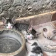 Gatos de 3 semanas ainda sendo amamentados procuram doação responsável