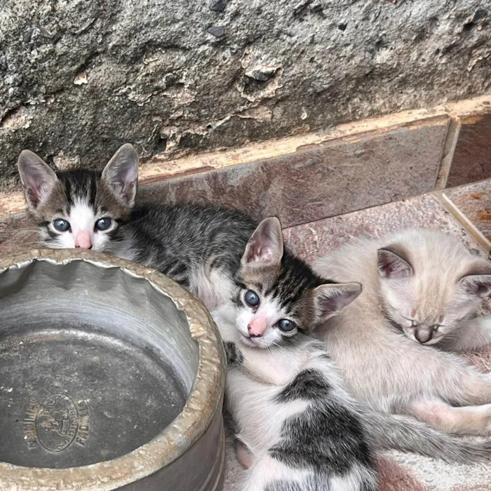 Gato ra a SRD-ViraLata idade Abaixo de 2 meses nome Gatos de 3 semanas ainda sendo amamentados procuram doação responsável
