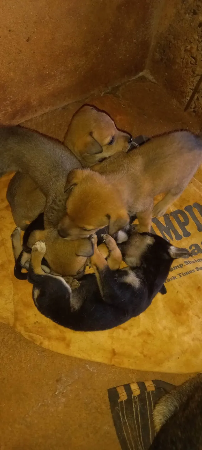 Cachorro ra a SRD-ViraLata idade 2 a 6 meses nome Sem nome 