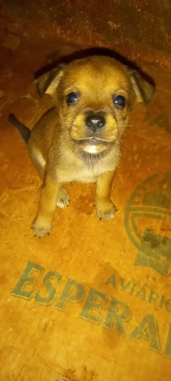 Cachorro ra a SRD-ViraLata idade 2 a 6 meses nome Sem nome 