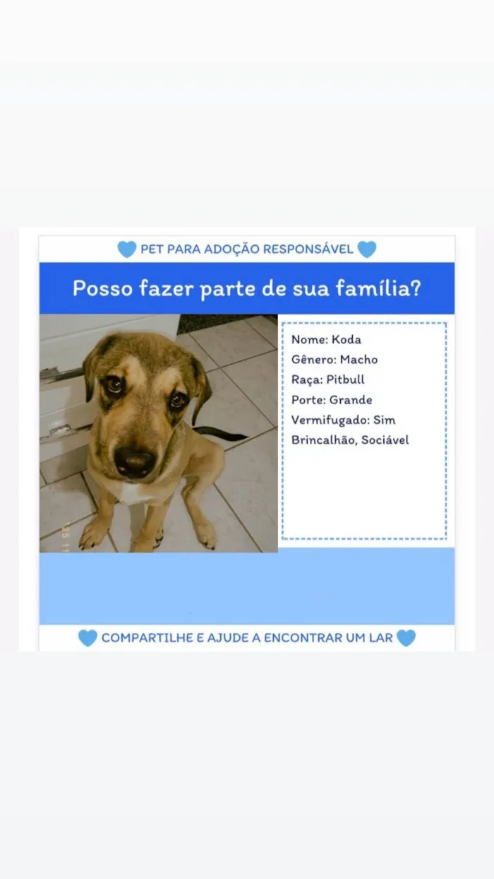 Cachorro ra a Pit-Bull idade 2 a 6 meses nome Koda