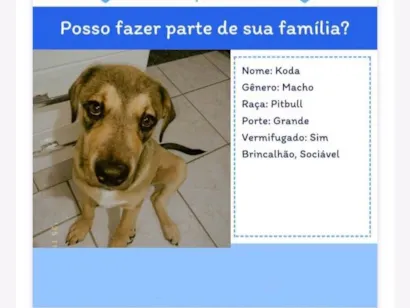 Cachorro raça Pit-Bull idade 2 a 6 meses nome Koda