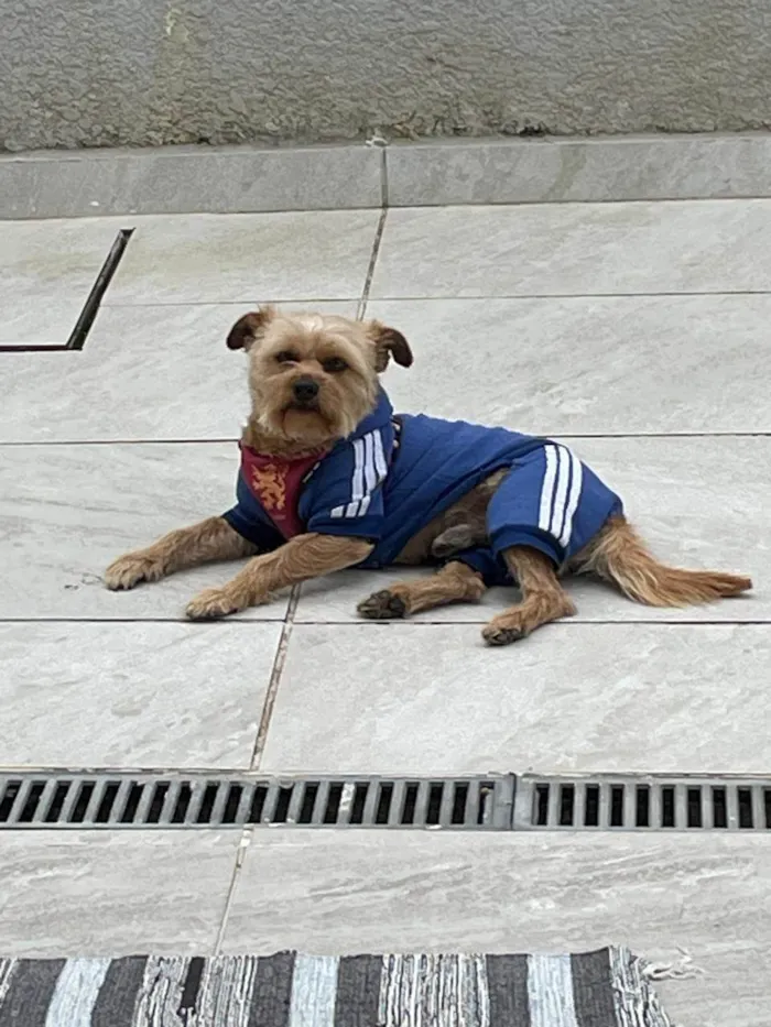 Cachorro ra a SRD-ViraLata idade 3 anos nome Rocky