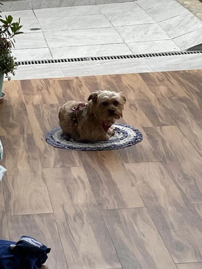 Cachorro ra a SRD-ViraLata idade 3 anos nome Rocky