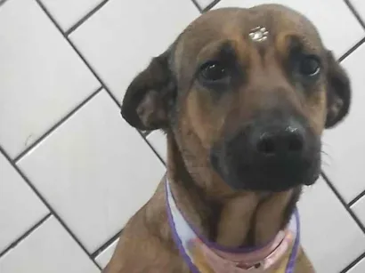 Cachorro raça SRD-ViraLata idade 3 anos nome Toddy