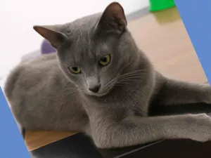 Gato raça SRD-ViraLata idade 2 a 6 meses nome Gatuchos