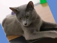 Gato raça SRD-ViraLata idade 7 a 11 meses nome Romeu