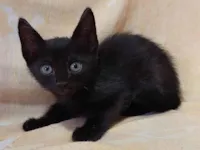 Gato raça SRD-ViraLata idade Abaixo de 2 meses nome Sem nome.