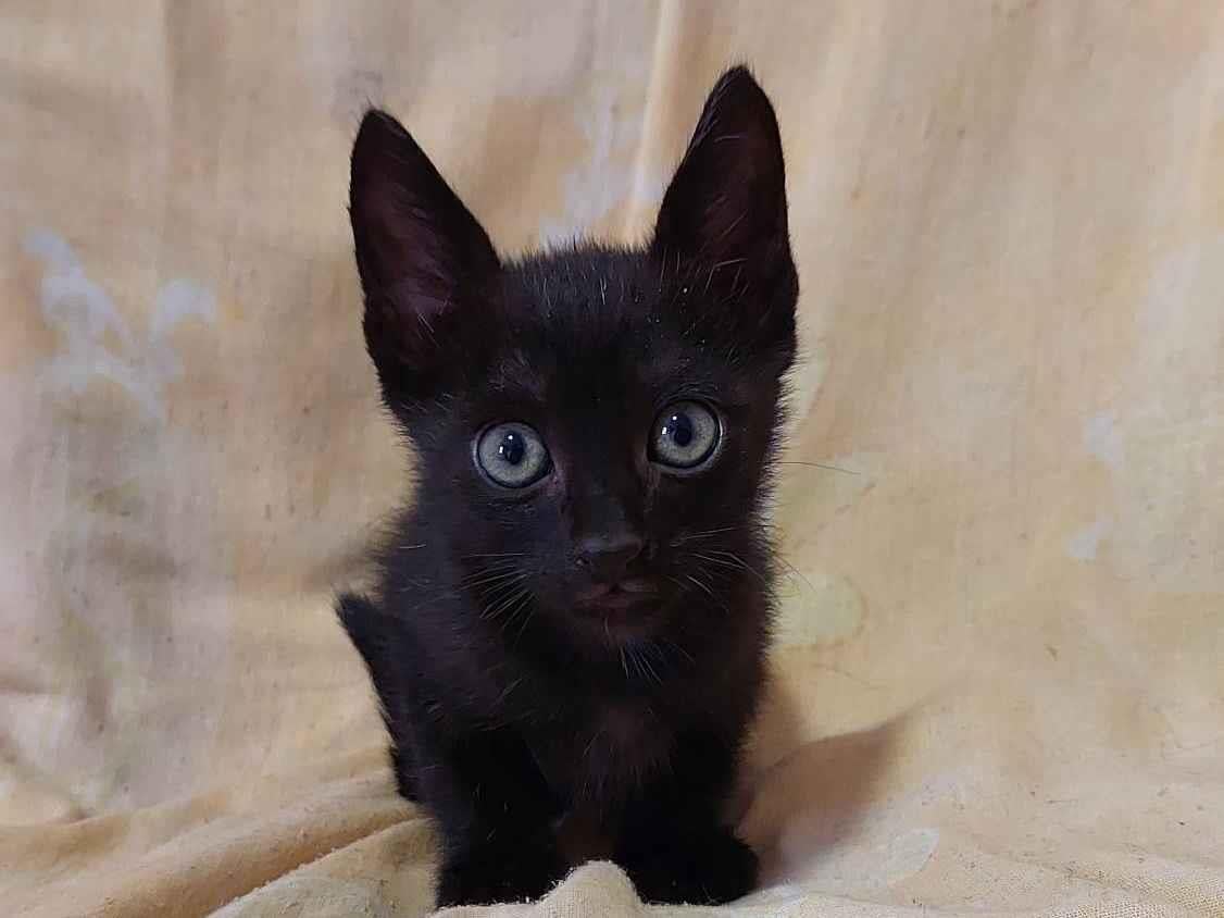 Gato ra a SRD-ViraLata idade 2 a 6 meses nome Sem nome.