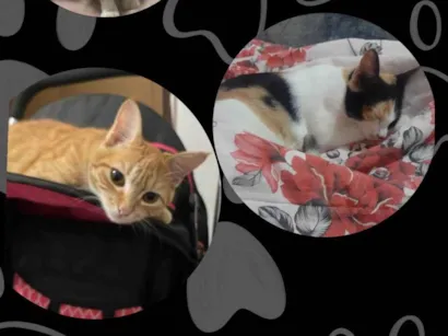 Gato ra a SRD-ViraLata idade 7 a 11 meses nome Sem nome