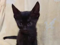 Gato raça SRD-ViraLata idade 2 a 6 meses nome Sem nome.