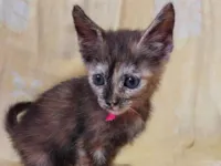 Gato raça SRD-ViraLata idade 2 a 6 meses nome Sem nome.