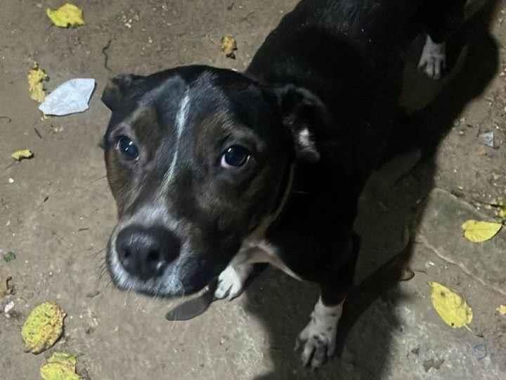 Cachorro ra a SRD-ViraLata idade 1 ano nome Pretinho 