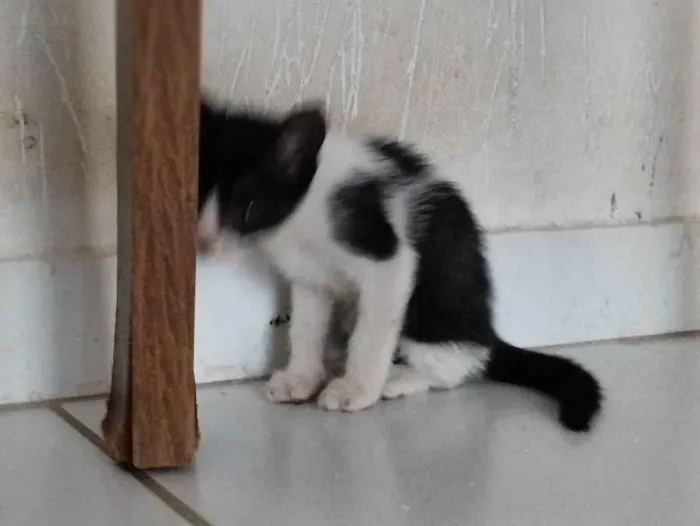 Gato ra a SRD-ViraLata idade Abaixo de 2 meses nome Gato macho 