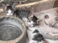 Gatos de 3 semanas ainda sendo amamentados procuram doação responsável