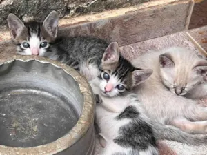 Gato raça SRD-ViraLata idade Abaixo de 2 meses nome Gatos de 3 semanas ainda sendo amamentados procuram doação responsável