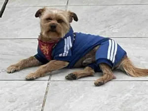 Cachorro raça SRD-ViraLata idade 3 anos nome Rocky