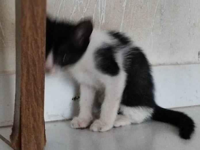 Gato ra a SRD-ViraLata idade Abaixo de 2 meses nome Gato macho 