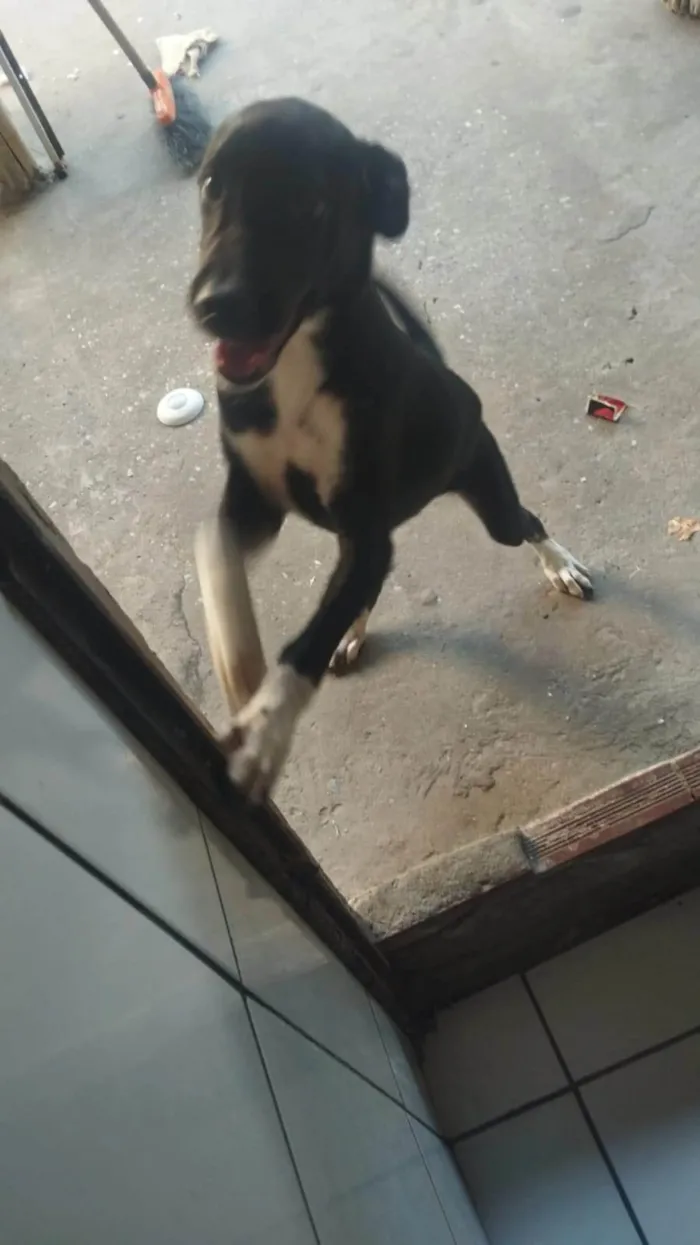 Cachorro ra a Labrador idade 7 a 11 meses nome Pantera 