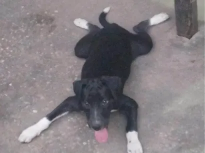 Cachorro raça Labrador idade 7 a 11 meses nome Pantera 