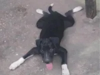 Cachorro ra a Labrador idade 7 a 11 meses nome Pantera 