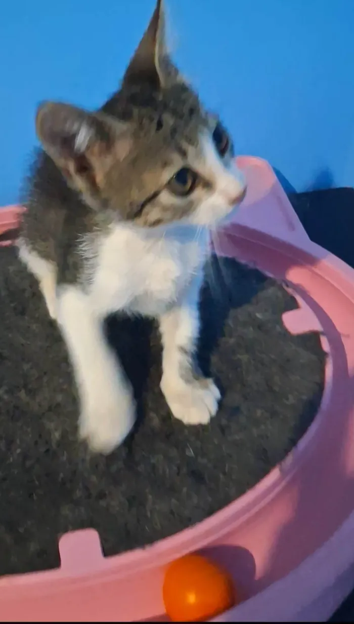 Gato ra a SRD-ViraLata idade 2 a 6 meses nome Bela