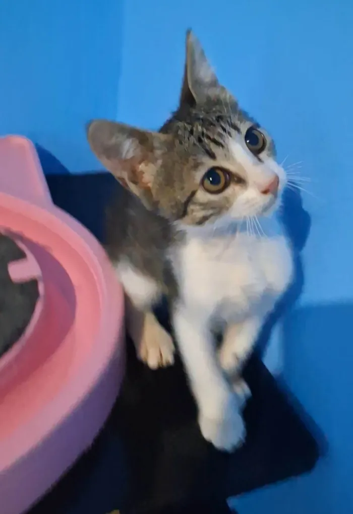 Gato ra a SRD-ViraLata idade 2 a 6 meses nome Bela